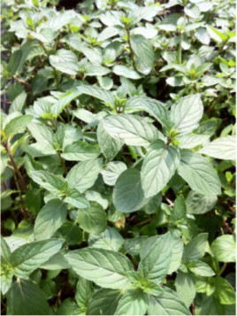 Menthe chocolat After eight - Mentha piperita citrata 'chocolate'