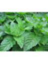 Mentha X Piperita F. Citrata 'Grapefruit' / Menthe pamplemousse