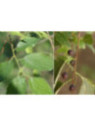 Celtis australis (Micoucoulier de provence)