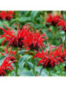 Monarde didyma / Monarde bergamote