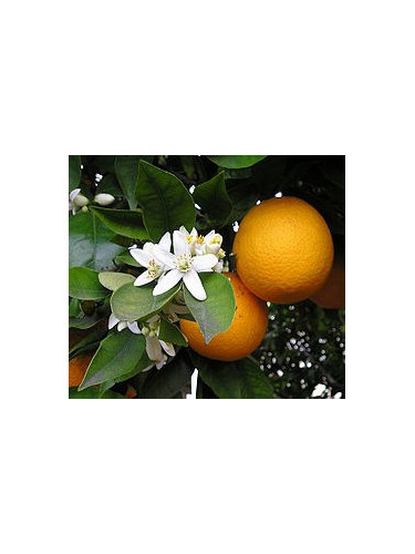 Citrus x sinensis / Oranger