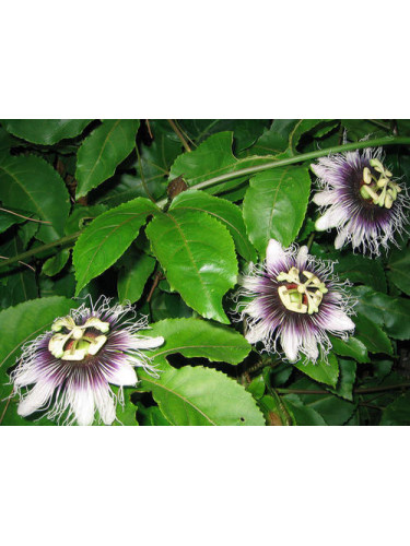 Passiflora edulis x flavicarpa / Fruit de la passion / Maracuyà