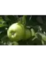 Malus domestica 'Granny Smith' / Pommier