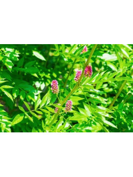 Réglisse glabre - Glycyrrhiza glabra