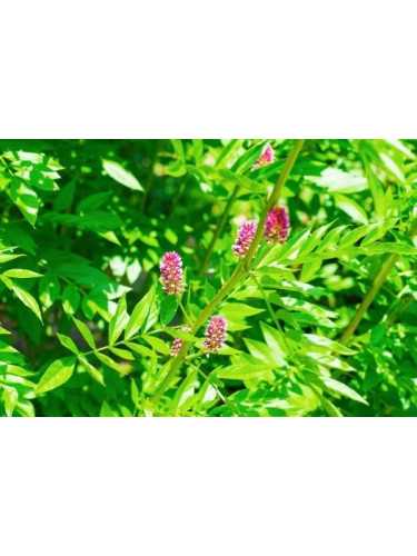 Réglisse glabre - Glycyrrhiza glabra