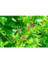 Réglisse glabre - Glycyrrhiza glabra