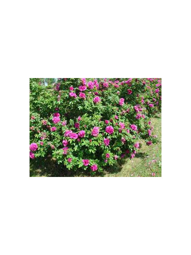 Rosa rugosa hansa rubra ( rose pourpre) / Rosier comestible