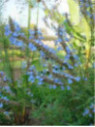 Salvia uliginosa / Sauge des marais (bleu)