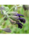 Sauge cassis - Salvia discolor / Sauge péruvienne