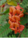 Sesbania punicea.  Flamboyant de Hyères