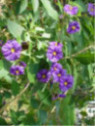 Solanum Rantonetii