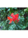 Tecomaria capensis