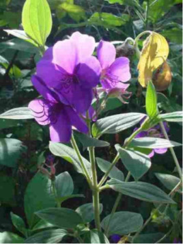 Tibouchina Urvilleana,Fleur Araignée