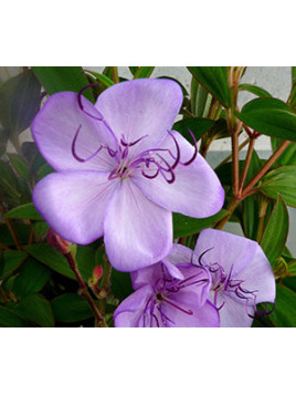 Tibouchina Urvilleana blue moon,Fleur Araignée