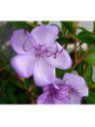 Tibouchina Urvilleana blue moon,Fleur Araignée