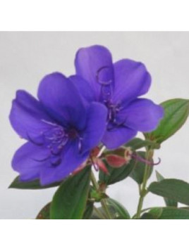 Tibouchina Urvilleana purple moon,Fleur Araignée