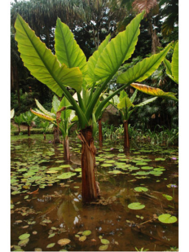 Typhonodorum lindleyanum / Alocasia d'eau (Bananier aquatique)