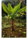 Typhonodorum lindleyanum / Alocasia d'eau (Bananier aquatique)