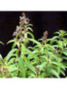 Verveine citronnelle - Aloysia citrodora