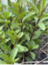 Menthe poivrée - Mentha × piperita