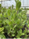 Menthe Mojito - Mentha x piperita 'Mojito Cocktail'®
