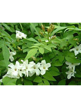 Jasminum officinalis / Jasmin blanc