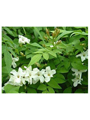 Jasminum officinalis / Jasmin blanc