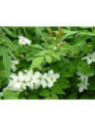 Jasminum officinalis / Jasmin blanc