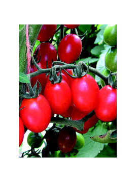 Tomate cerise 'Tutti frutti'