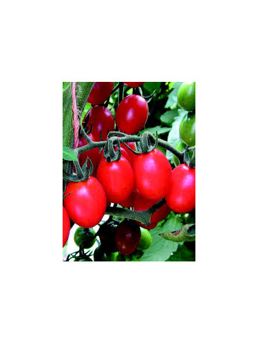 Tomate cerise 'Tutti frutti'
