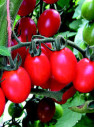 Tomate cerise 'Tutti frutti'
