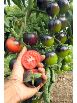 Tomate indigo rose