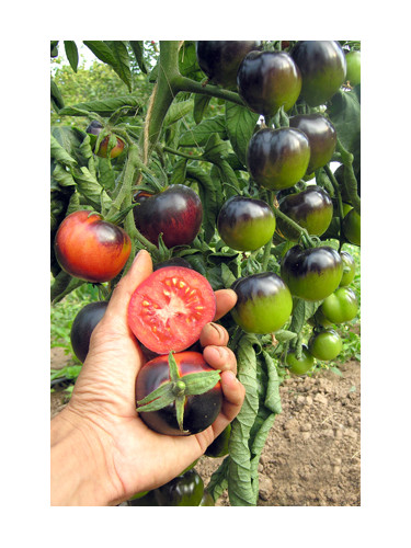 Tomate indigo rose