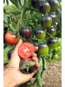 Tomate indigo rose