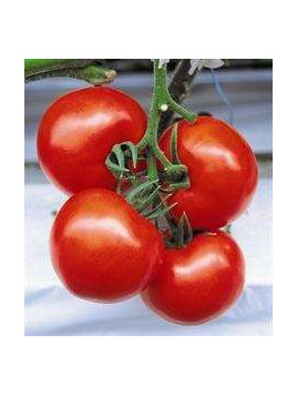Tomate st pierre
