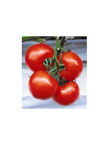 Tomate st pierre