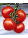 Tomate st pierre