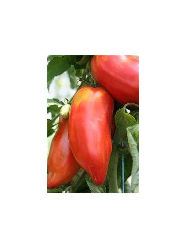 Tomate andine cornue
