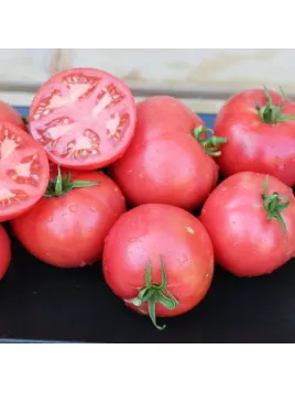 Tomate 'Rose de Berne'