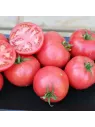 Tomate 'Rose de Berne'