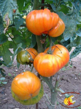Tomate 'Ananas'