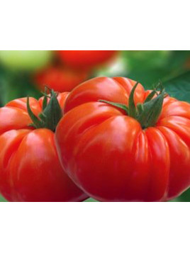 Tomate 'Buffalosteak' F1