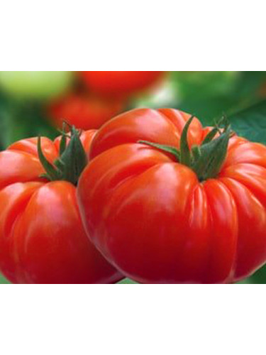 Tomate 'Buffalosteak' F1