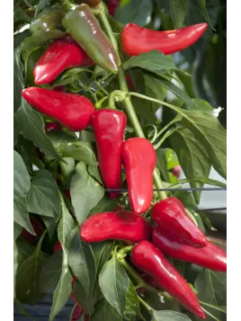 Poivron 'Balconi'
