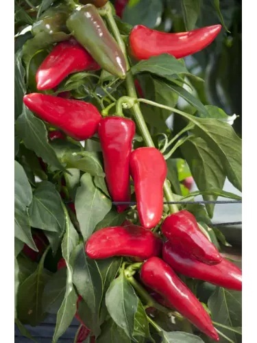 Poivron 'Balconi'