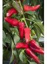 Poivron 'Balconi'