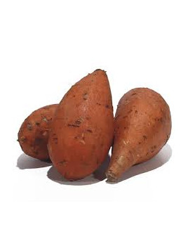 Patate douce 'Beauregard'