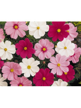 Cosmos sonata