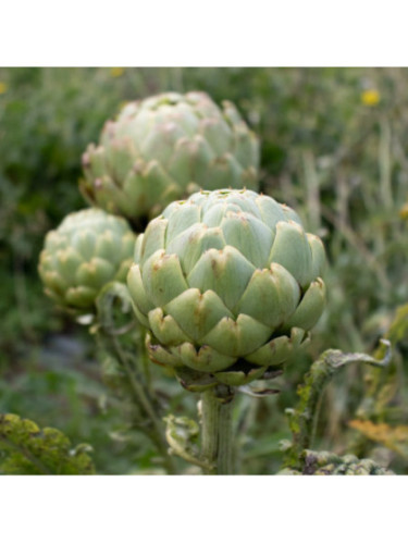 Artichaut 'Imperial star' - Cynara scolymus
