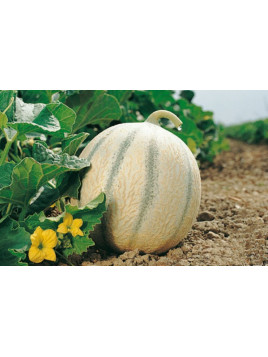 Melon cyrano